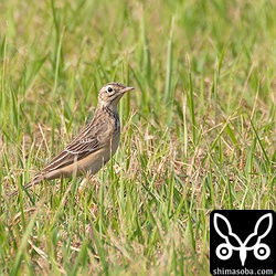 西表島の古見では、たくさんのツメナガセキレイの中にマミジロタヒバリがいました。