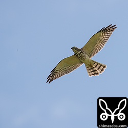 与那国島でアカハラダカ幼鳥。