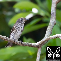 エゾビタキも林道のそこかしこにいます。
