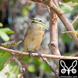 与那国島ではシマアカモズが無数にいました。北風が強かったので、特に南側の地域で多く見られました。