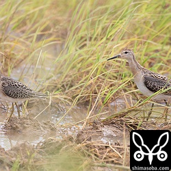 エリマキシギのオス(右)とメス。両方とも幼鳥。