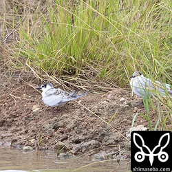 クロハラアジサシ幼羽から第1回冬羽(左)と成鳥冬羽。