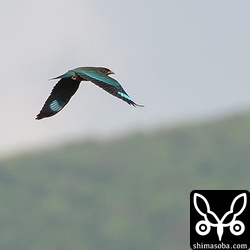 西表島古見でブッポウソウの幼鳥。くちばしに成鳥のような赤みがありません。