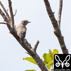 警戒心が強かったコサメビタキの第1回冬羽。現場ではサメビタキだと思ってたけど、写真を見返したらコサメビタキでした。