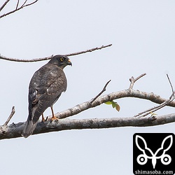 こちらも与那国島のアカハラダカ幼鳥。林道などで十数羽見たうち、成鳥は2羽だけでした。
