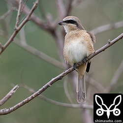 シマアカモズは農地のあちこちにいます。