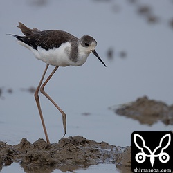 セイタカシギ幼鳥。こちらは成鳥もちらほら。