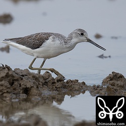 アオアシシギ冬羽。越冬組を残して数を減らしています。