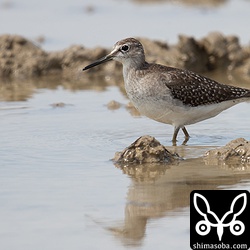 タカブシギ幼鳥。残っているのは幼鳥ばかり。