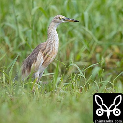 上と同じ個体。先日までは、2羽のジャワアカガシラサギが同じ田んぼにいましたが、今日は一羽だけ。