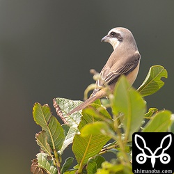 越冬組のシマアカモズは「ギチギチ」と鳴いて縄張りを主張しています。渡ってきたばかりは、近くにいてもお互いに干渉しませんが、しばらくして越冬モードに入ると縄張り争いが起きます。