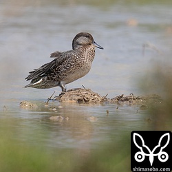 今季初確認となったコガモ。2羽いましたが両方とも幼鳥でした。