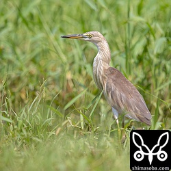 逗留中のジャワアカガシラサギ。このまま越冬するのか?