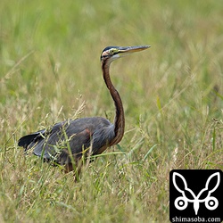 ムラサキサギも田んぼに複数羽。見やすい季節になってきました。