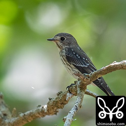 エゾビタキ幼鳥。上の成鳥に追いかけられていた個体。鳴き声も聞けた。