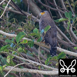 カンムリワシは成鳥も幼鳥も田んぼや畑で見やすい季節になりました。