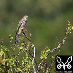 今季初撮影のチョウゲンボウ。初確認は9月半ばの与那国島。^^;