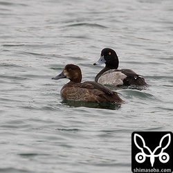 スズガモのオス(奥)と幼鳥。