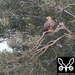 オジロワシ成鳥。
