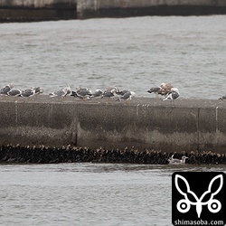 ウミネコとセグロカモメとオオセグロカモメ。