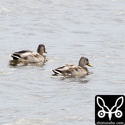 マガモのオス2羽。エクリプスから生殖羽へ。