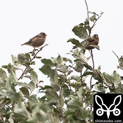 カワラヒワの群れはあちこちに。