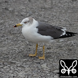 ウミネコ成鳥冬羽。