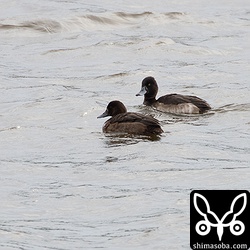 キンクロハジロのオス(奥)と幼鳥。