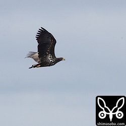 オジロワシ幼鳥。
