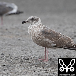 オオセグロカモメ第2回冬羽。