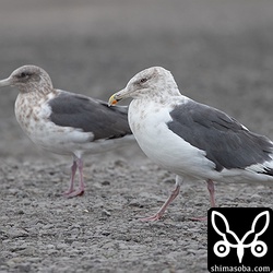 オオセグロカモメ第4回冬羽。