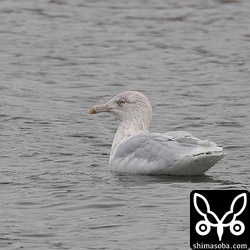シロカモメ第4回冬羽。