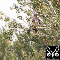 オジロワシ幼鳥。