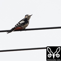 電線にアカゲラ。こんなところにも止まるんですねー。