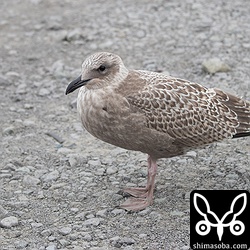 セグロカモメ幼鳥。