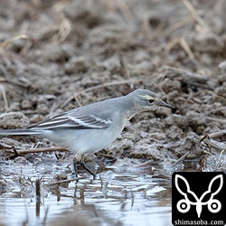 上と同一個体。反対側から。