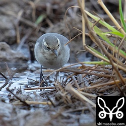 キガシラセキレイ幼鳥を正面から。