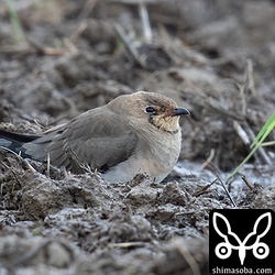 ツバメチドリ成鳥冬羽。