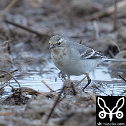 キガシラセキレイ斜め前から。田んぼを歩き回りながら採餌していた。