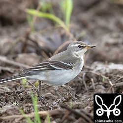 ツメナガセキレイ幼鳥。眉斑の太さから亜種マミジロツメナガセキレイと思われる。