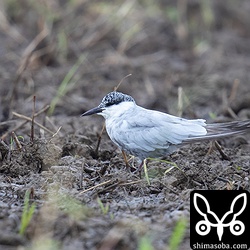 こちらは初列風切がボロボロ。