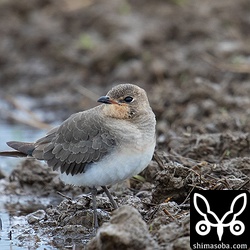 ツバメチドリ第1回冬羽。ツバメチドリ6羽の群れは一様に疲れた表情。渡ってきたばかりか。