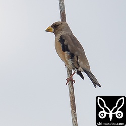 コイカルのメス成鳥。夏羽から冬羽ヘ冠羽中なのかみすぼらしい感じです。
