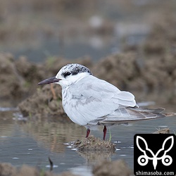 クロハラアジサシ成鳥。多少、夏羽の名残があります。
