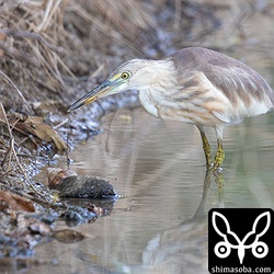 長逗留で越冬モードのジャワアカガシラサギ。春までいてくれたら夏羽が拝めますね。