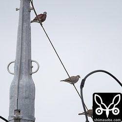 ベニバト3羽。手前がオスで奥の2羽がメス。