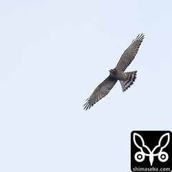 サシバ成鳥メス。