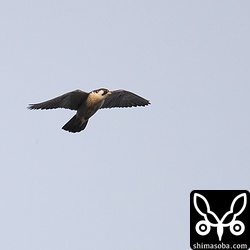ハヤブサ成鳥オス。