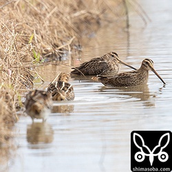 ここへきてタシギが再び増え出しました。幼鳥成鳥入り混じり。