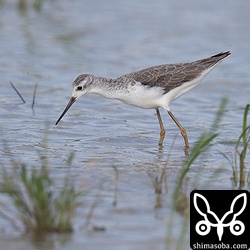 コアオアシシギ成鳥。